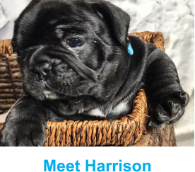 Meet Harrison