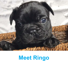 Meet Ringo