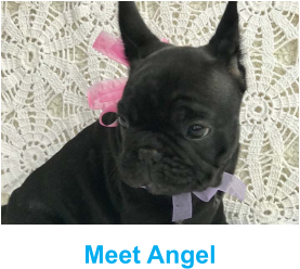 Meet Angel