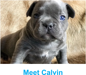 Meet Calvin