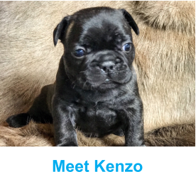 Meet Kenzo