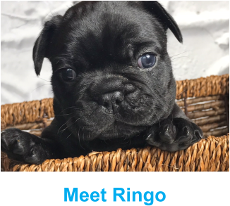Meet Ringo