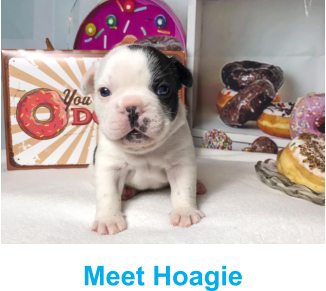 Meet Hoagie