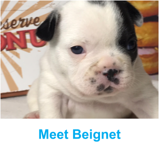 Meet Beignet