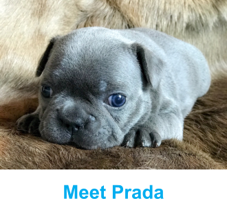 Meet Prada
