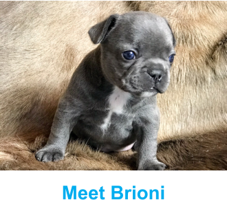 Meet Brioni