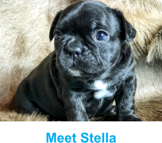Meet Stella